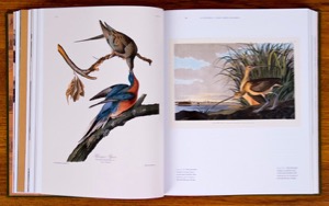 American Wildlife Art by David J. Wagner