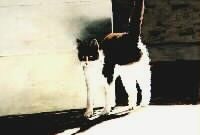 FELINE FINE II featured artwork