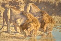 FELINE FINE II featured artwork