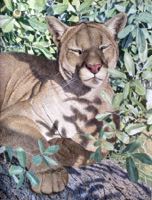 FELINE FINE II featured artwork