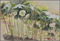 America's Parks I featured artwork