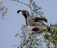 America's Parks I featured artwork