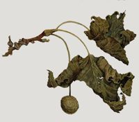 America's Parks I featured artwork